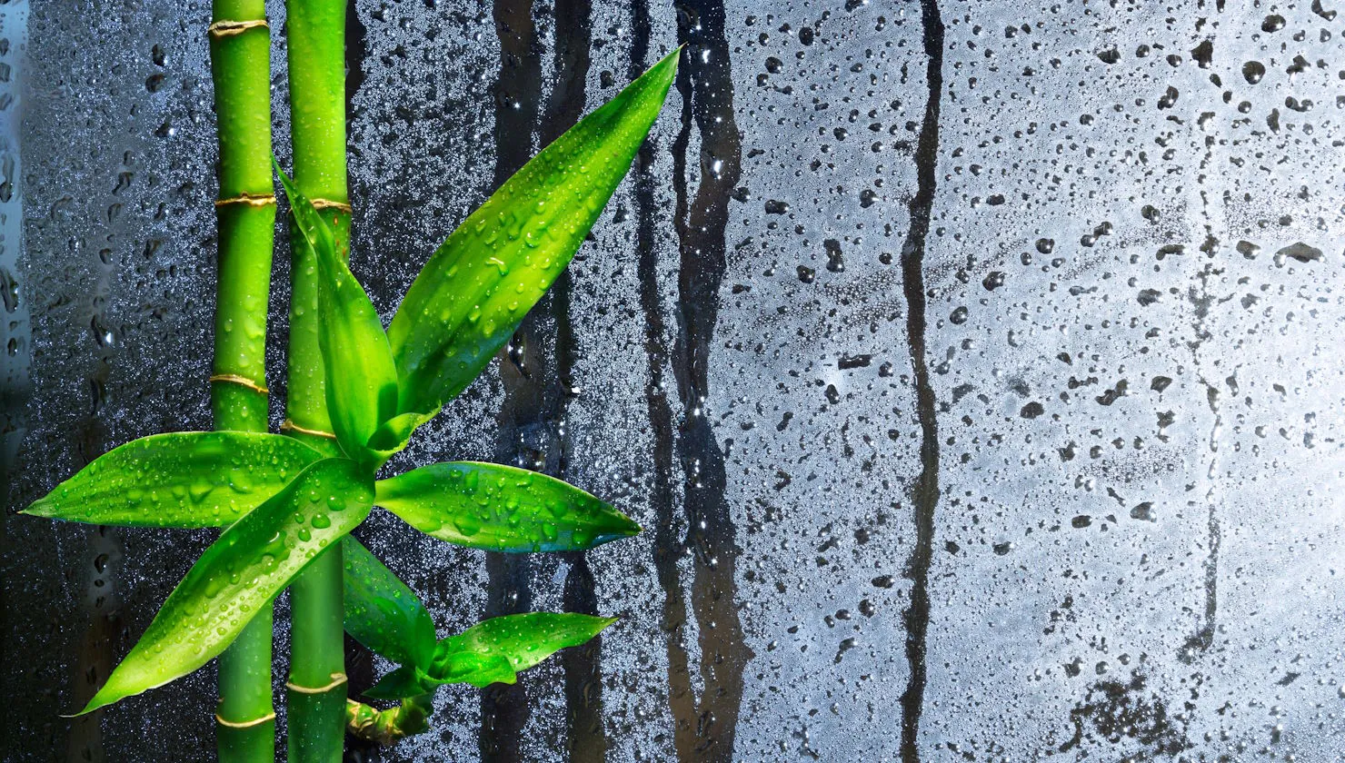 Bamboo Face Massage Near Me in Frisco, TX | Bamboo Facial Massage Near Me in Frisco, TX