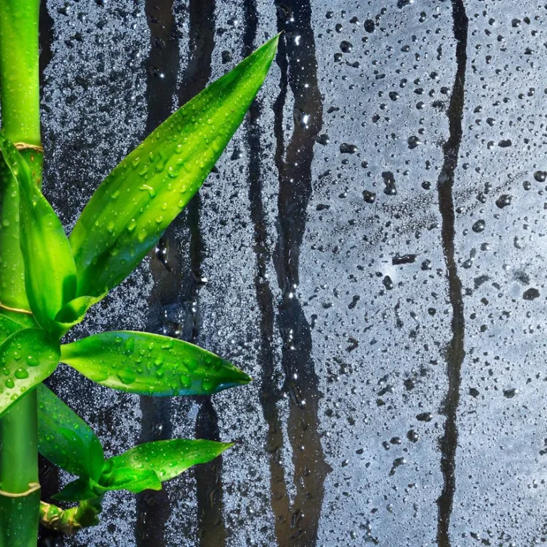 Bamboo Face Massage Near Me in Frisco, TX | Bamboo Facial Massage Near Me in Frisco, TX